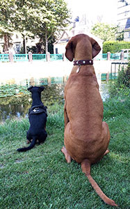 hunde 301